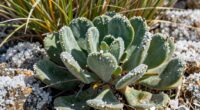 plants salt stress response