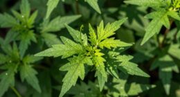 plants sense nearby shade