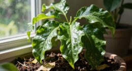 plants sensitivity to relocation