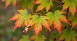 plants shed leaves during stress