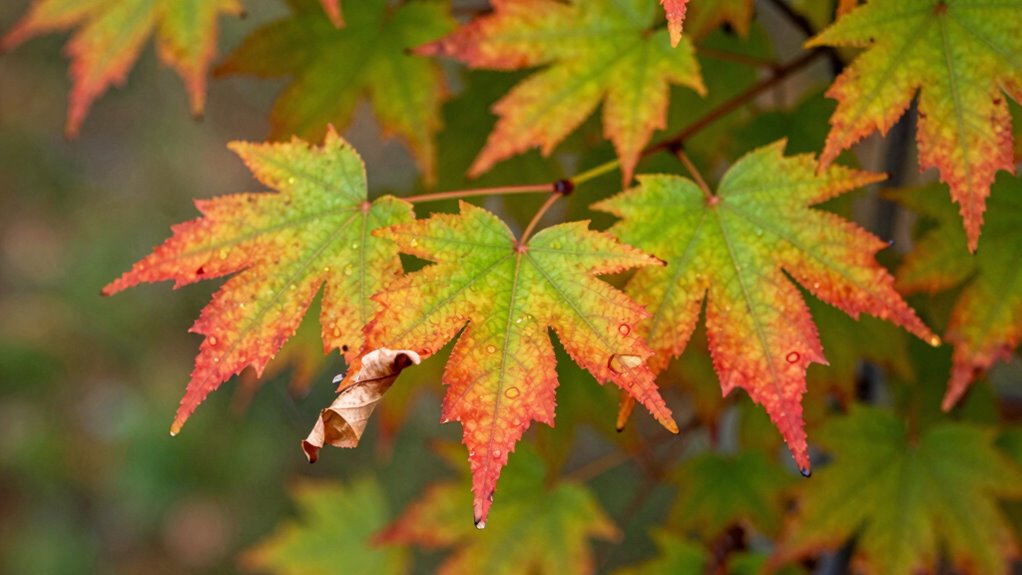 plants shed leaves during stress