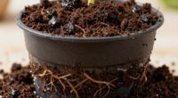 poor drainage overwatering compacted soil