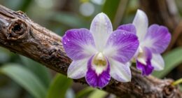 preference for cultivated growth