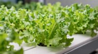 rapid plant growth in hydroponics