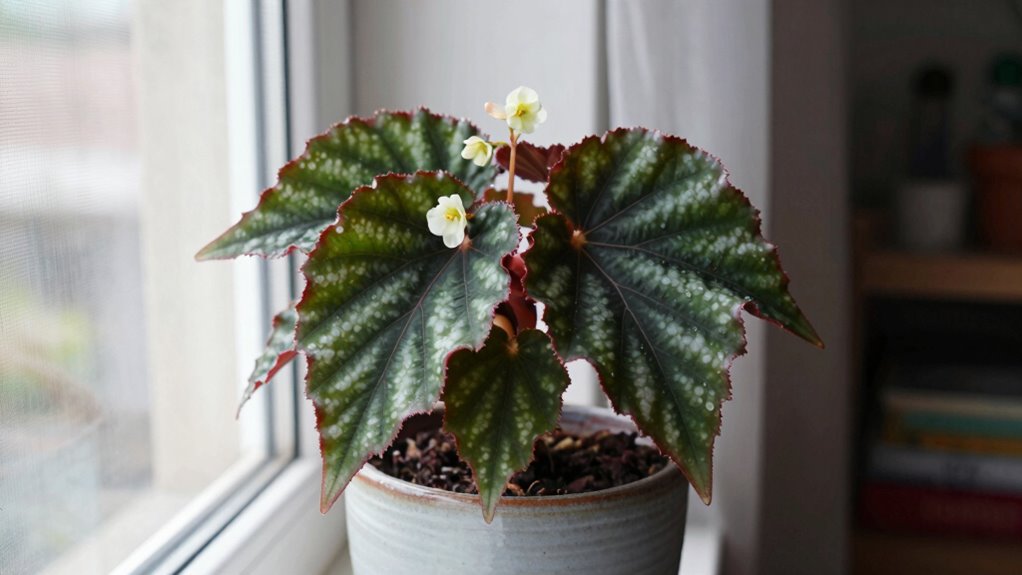 rare begonias growth challenges