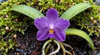 rare plants depend on moisture