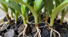 rare plants require aeration