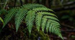 rare species slow development