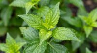 resilient plants recover quickly
