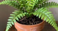 root confinement promotes growth