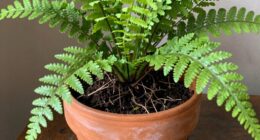 root confinement promotes growth