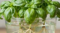 root oxygen deficiency problem