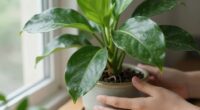 rotate houseplants carefully