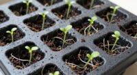 seed germination essentials