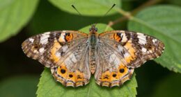 species revert to common traits