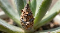 stem and succulent corking