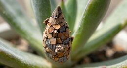 stem and succulent corking