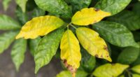 sudden yellowing causes mystery
