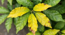 sudden yellowing causes mystery