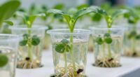 support plant roots effectively