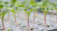 supports delicate plant cuttings