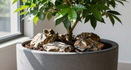 supports healthy root growth