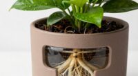 supports large root growth