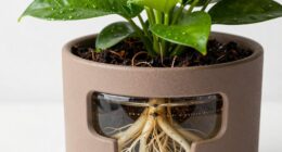 supports large root growth
