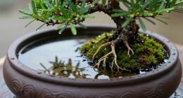 top bonsai humidity trays