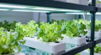 top hydroponic leafy greens