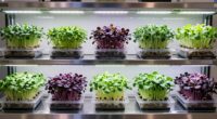 top hydroponic microgreen systems