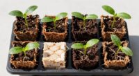 top hydroponic seedling plugs