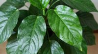top indoor leaf shine options