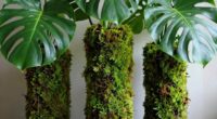 top monstera moss poles