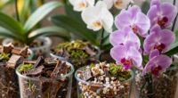 top orchid growing mixes