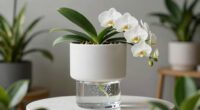 top orchid watering options