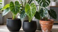 top philodendron planters