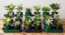 top plant repotting trays