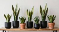 top snake plant planters