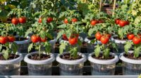 top tomato watering options