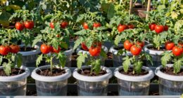top tomato watering options