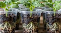 transparent pots aid learning