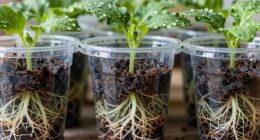 transparent pots aid learning