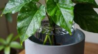 tropical plants self watering system