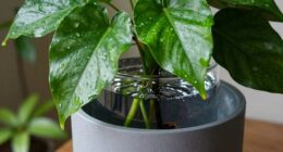 tropical plants self watering system