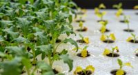 uneven nutrient distribution issues