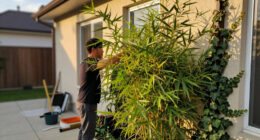7 Best Plants For Hiding AC Units In 2026