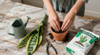 9 Best Snake Plant Care Supplies for 2026