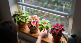 15 Best Indoor Coleus Grow Lights in 2027