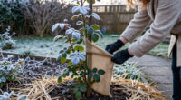 15 Best Rose Winter Protection Products for 2027
